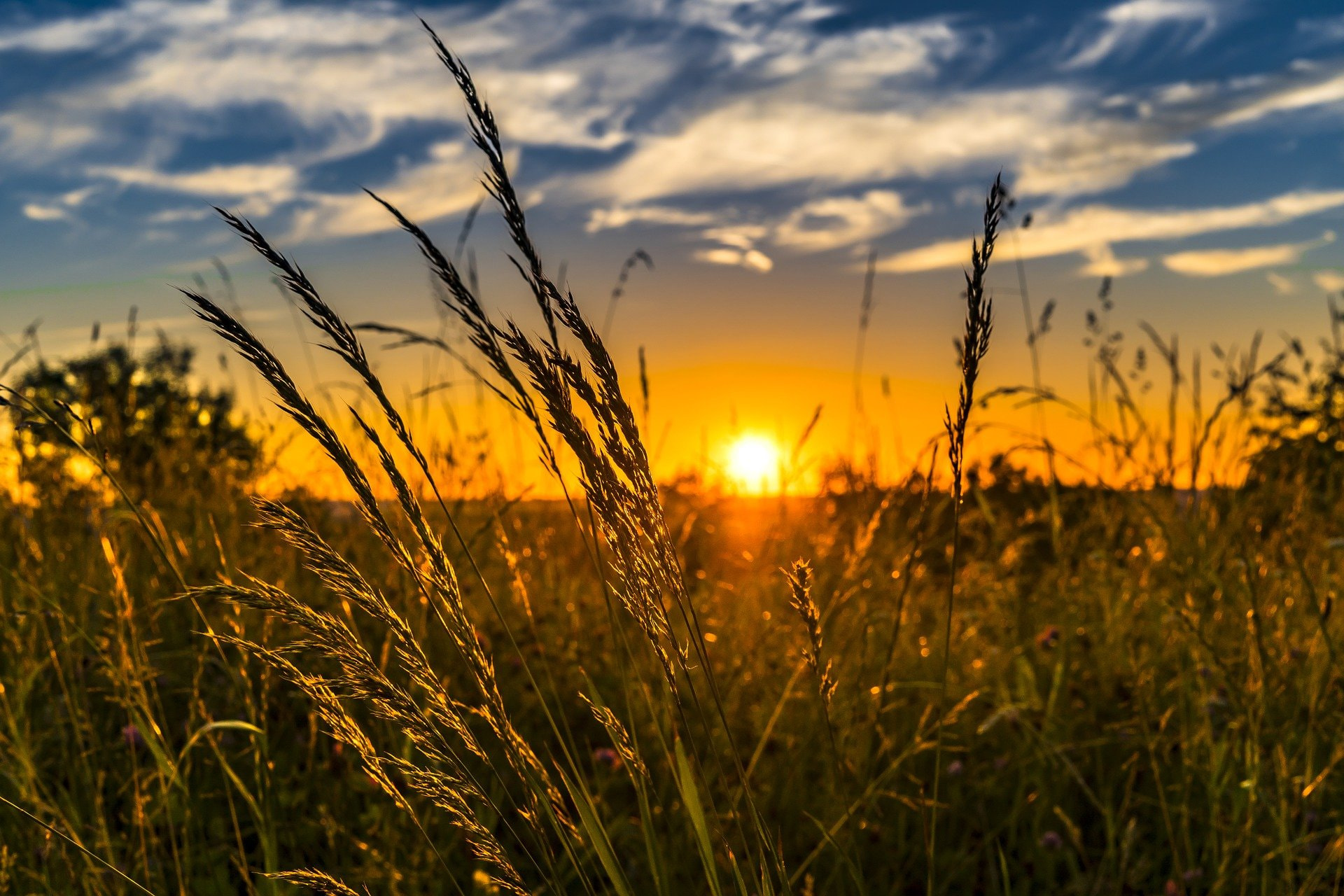 wheat-gd315599d3_1920