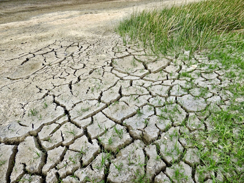 Risse in trockener Erde und Grasbüschel