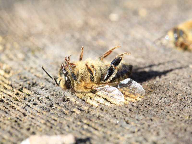 201021_Julia_Verlinden_pixabay_bee-3415321_1920